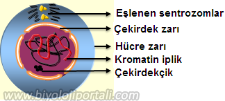 2n=4 kromozomlu bir eşey ana hücresinde mayoz bölünmenin evreleri